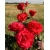 Róża wielkokw czerwona Dama de Coeur rozx3