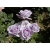 Róża wielkokw fioletowa Violette Perfume rozx10