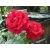 Róża wielkokw krwistoczerwona Burgund rozx2