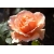 Róża wielkokw łososiowa Diana de Portie rozx9