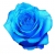 Róża wielkokwiatowa niebieska Blue Sky Rwi12