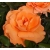 Róża wielkokw pomarańcz Doris rozx13