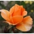 Róża wielkokw pomarańcz Doris rozx13