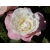 Róża wielkokw różowo-biała Dessa rozx6
