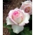 Róża wielkokw różowo-biała Dessa rozx6