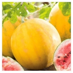 nasiona owoców Arbuz, kawon Złoto Wolicy