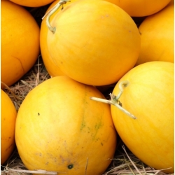 nasiona owoców Arbuz, kawon Złoto Wolicy