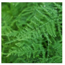 nasiona Asparagus pierzasty swikx263