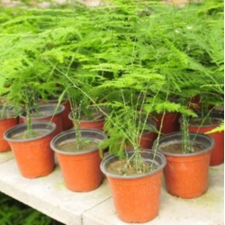 nasiona Asparagus pierzasty swikx263