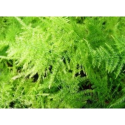 nasiona Asparagus pierzasty swikx263