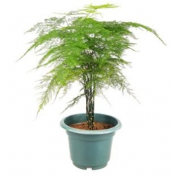 nasiona Asparagus pierzasty swikx263