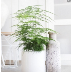 nasiona Asparagus pierzasty swikx263