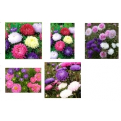 nasiona Aster chryzantemowy mix swikx126