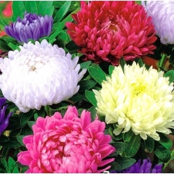 nasiona Aster chryzantemowy mix swikx126