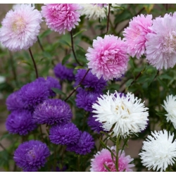 nasiona Aster chryzantemowy mix swikx126
