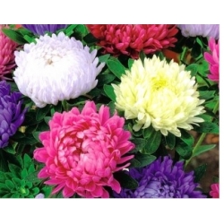 nasiona Aster chryzantemowy mix swikx126