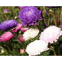 nasiona Aster chryzantemowy mix swikx126