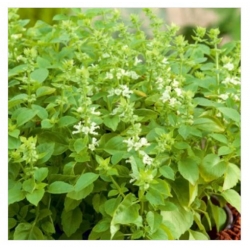 nasiona Bazylia Floral Spires swikx259