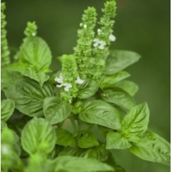 nasiona Bazylia Floral Spires swikx259