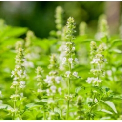 nasiona Bazylia Floral Spires swikx259