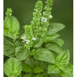 nasiona Bazylia Floral Spires swikx259