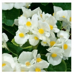 nasiona Begonia Barbara biała swikx171