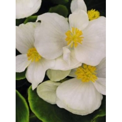 nasiona Begonia Barbara biała swikx171