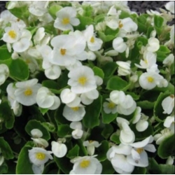 nasiona Begonia Barbara biała swikx171