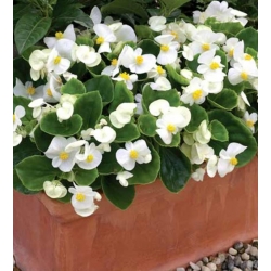 nasiona Begonia Barbara biała swikx171