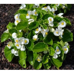 nasiona Begonia Barbara biała swikx171