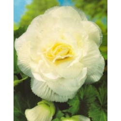 nasiona Begonia Barbara biała swikx171