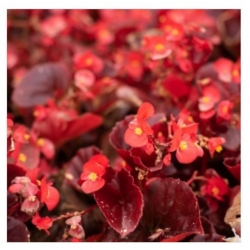 nasiona Begonia czerwona, czerwonolistna swikx170