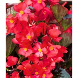 nasiona Begonia czerwona, czerwonolistna swikx170