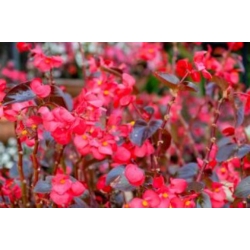 nasiona Begonia czerwona, czerwonolistna swikx170