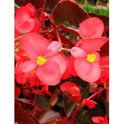 nasiona Begonia czerwona, czerwonolistna swikx170