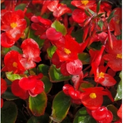 nasiona Begonia czerwona, czerwonolistna swikx170