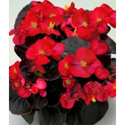 nasiona Begonia czerwona, czerwonolistna swikx170