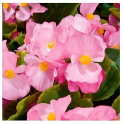 nasiona Begonia Papillon Rose swikx172