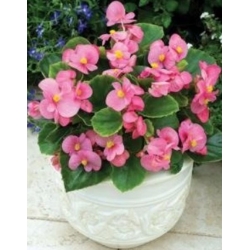 nasiona Begonia Papillon Rose swikx172