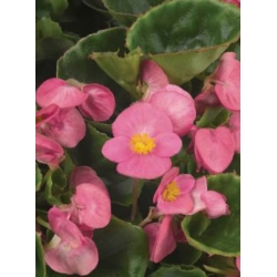nasiona Begonia Papillon Rose swikx172