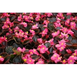 nasiona Begonia Papillon Rose swikx172