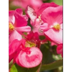 nasiona Begonia Papillon Rose swikx172