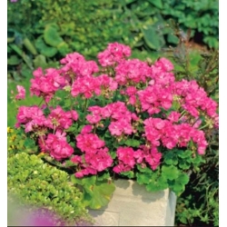 nasiona Begonia Papillon Rose swikx172