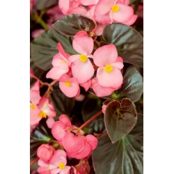 nasiona Begonia różowa, czerwonolistna swikx169