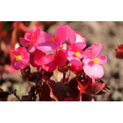 nasiona Begonia różowa, czerwonolistna swikx169