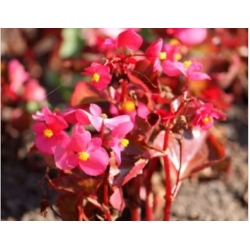 nasiona Begonia różowa, czerwonolistna swikx169