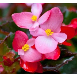 nasiona Begonia różowa, czerwonolistna swikx169
