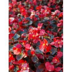 nasiona Begonia różowa, czerwonolistna swikx169