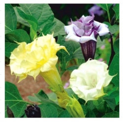 nasiona Bieluń o kwiatach pełnych swikx151