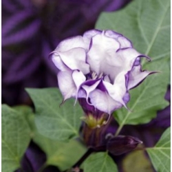 nasiona Bieluń o kwiatach pełnych swikx151